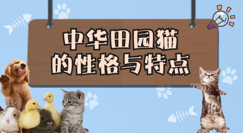 中华田园猫的性格与特点