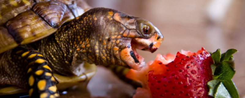 乌龟吃什么食物？