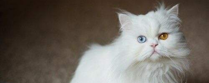 异瞳猫有疾病吗